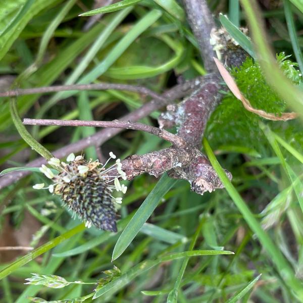 Smalle weegbree (Plantago lanceolata)